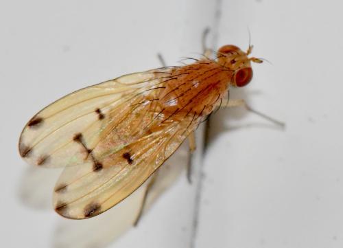 Réf. 345 297 : Meiosimyza decempunctata